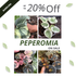 Peperomia Bundle Package - Scindapsus Borneo