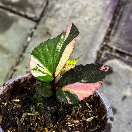 Begonia Varigata Pink Tricollor 2x - Best Selected