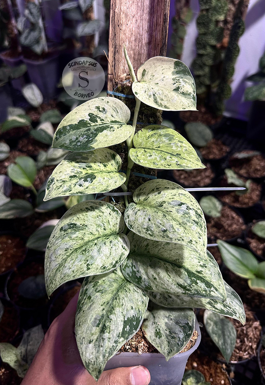 Scindapsus White Crocodile - Best Selected