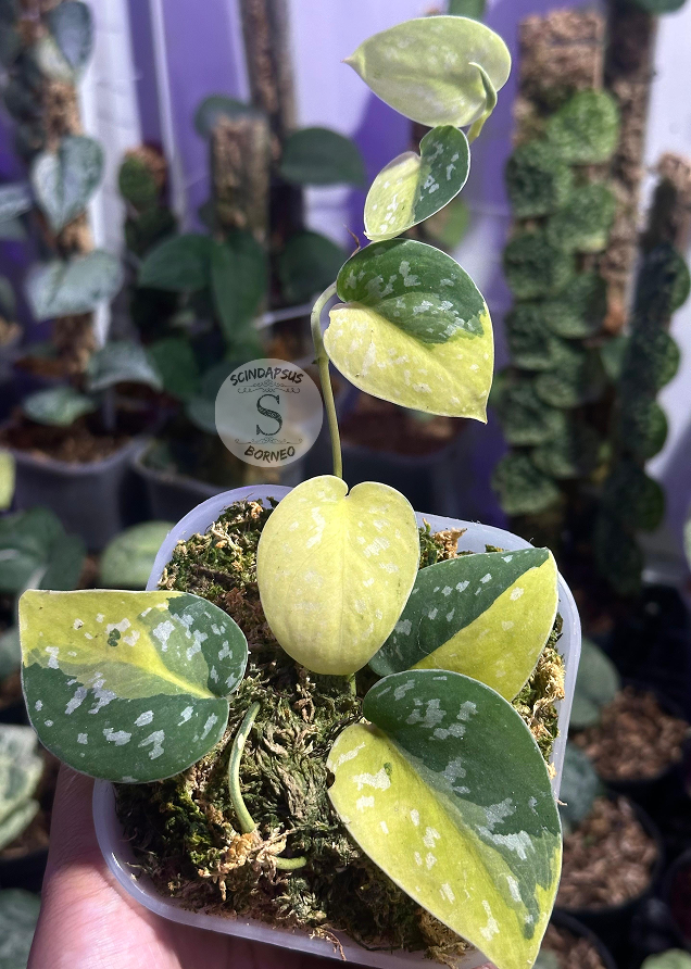 Scindapsus Zeon- Best Selected - Scindapsus Borneo