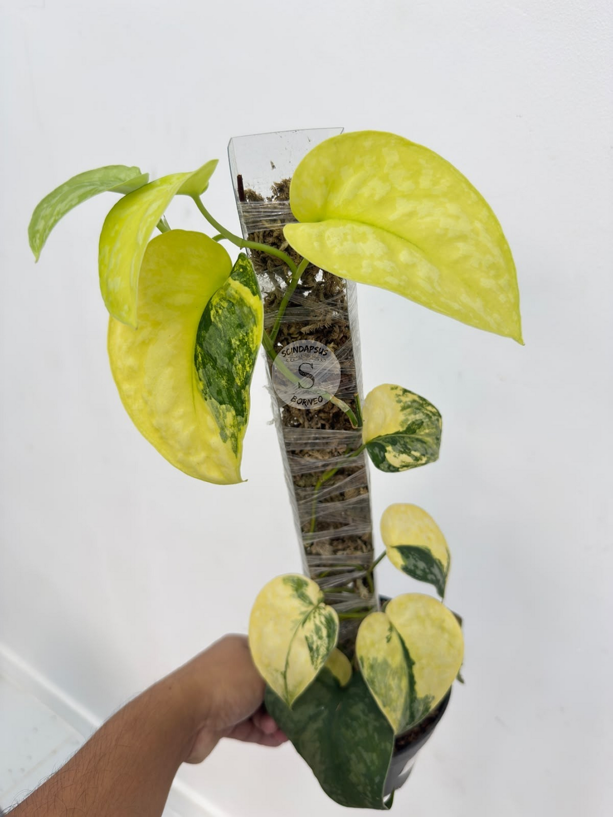 Scindapsus andalas - Best Selected