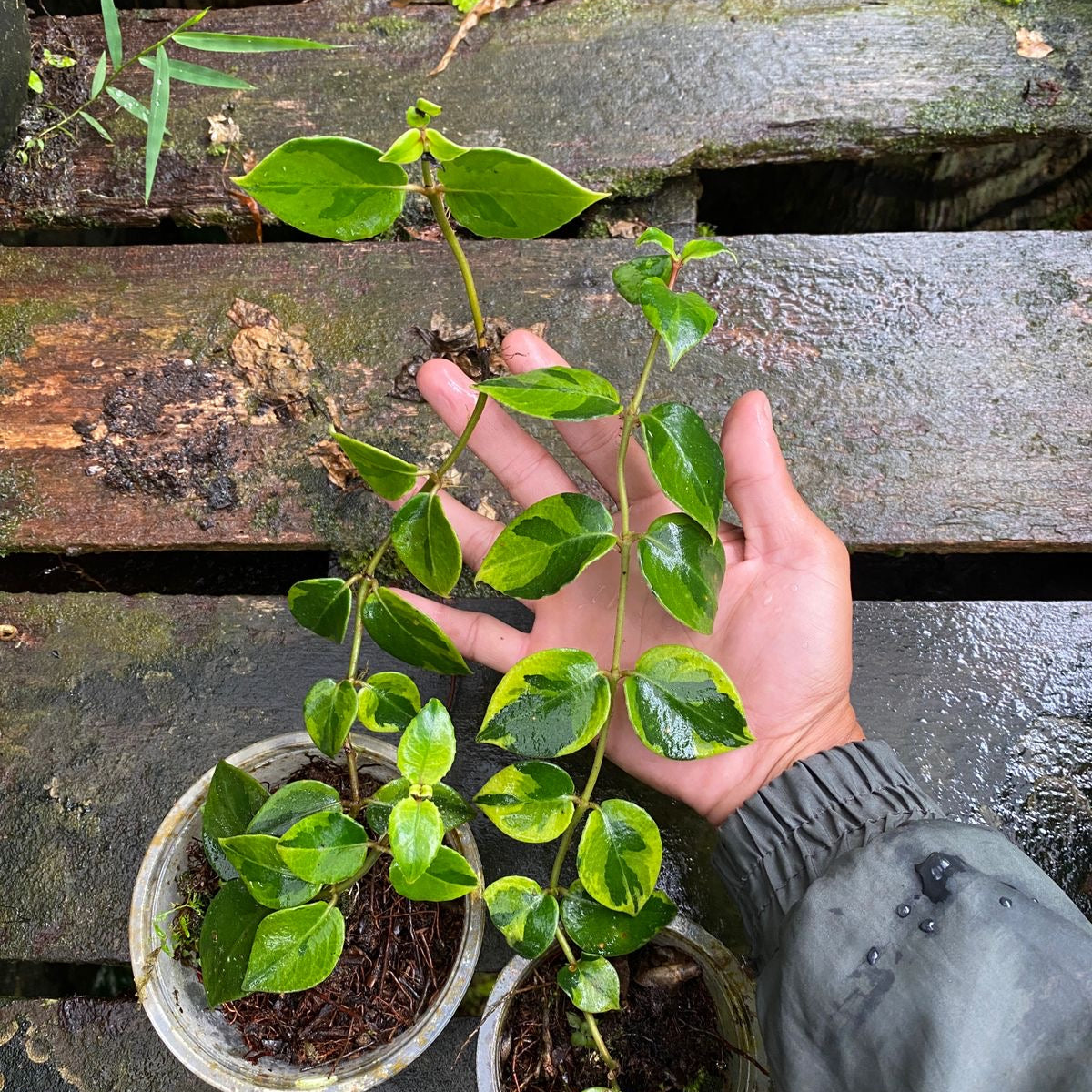 Hoya SP - Scindapsus Borneo