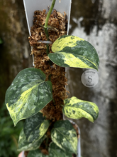 Scindapsus Dragon Splash Choice 2 - Best Selected - Scindapsus Borneo