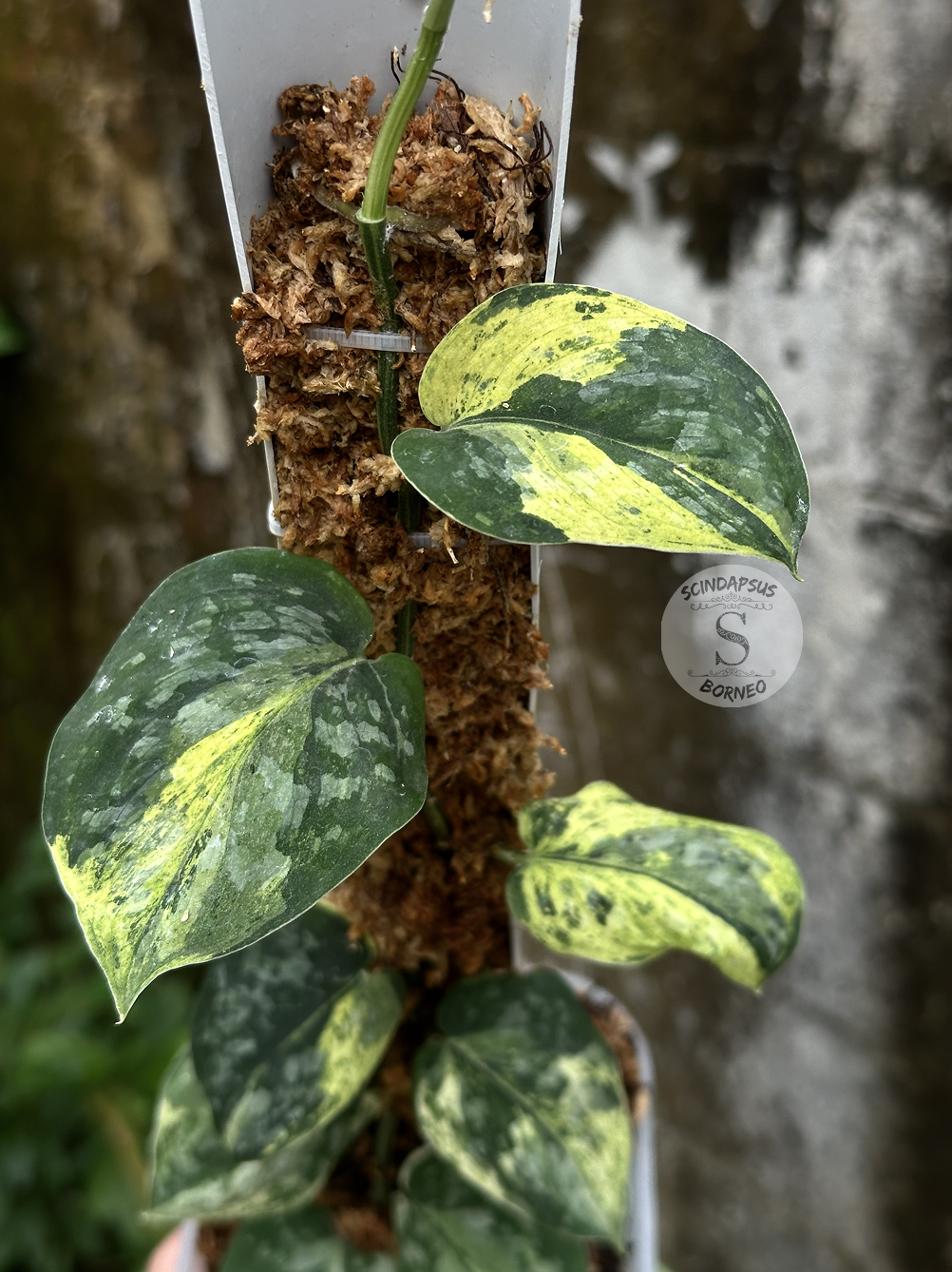 Scindapsus Dragon Splash Choice 2 - Best Selected - Scindapsus Borneo