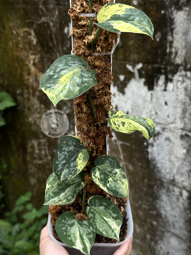 Scindapsus Dragon Splash Choice 2 - Best Selected - Scindapsus Borneo