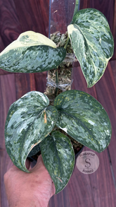 Scindapsus Exotica Tricolor- Best Selected - Scindapsus Borneo