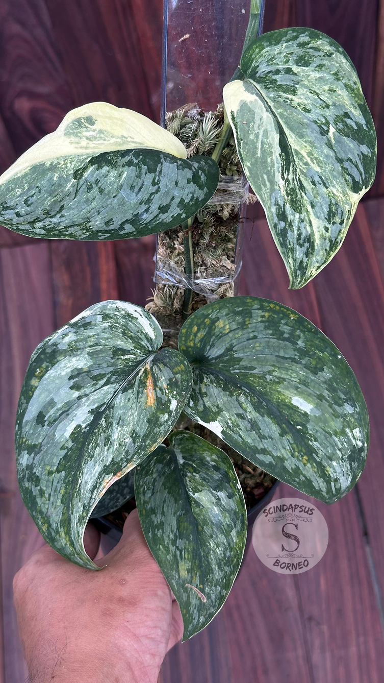 Scindapsus Exotica Tricolor- Best Selected - Scindapsus Borneo