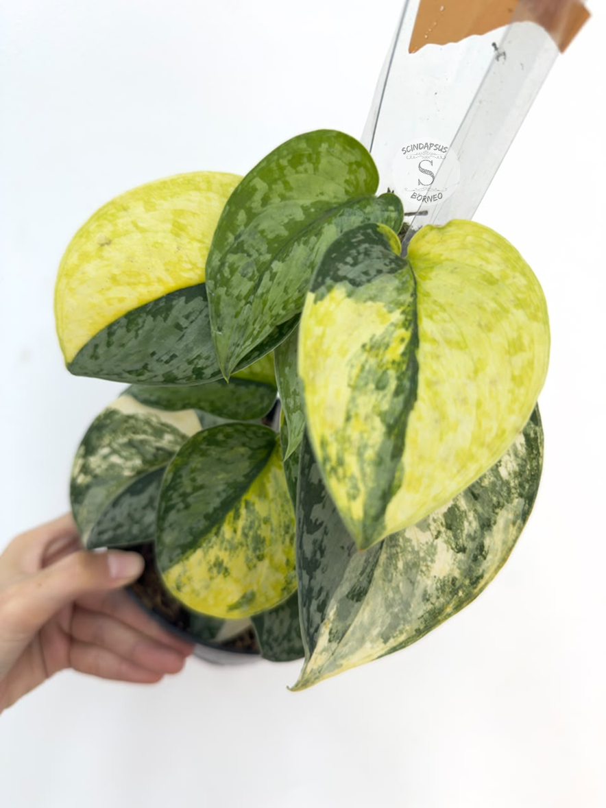 Scindapsus Geulis - Best Selected