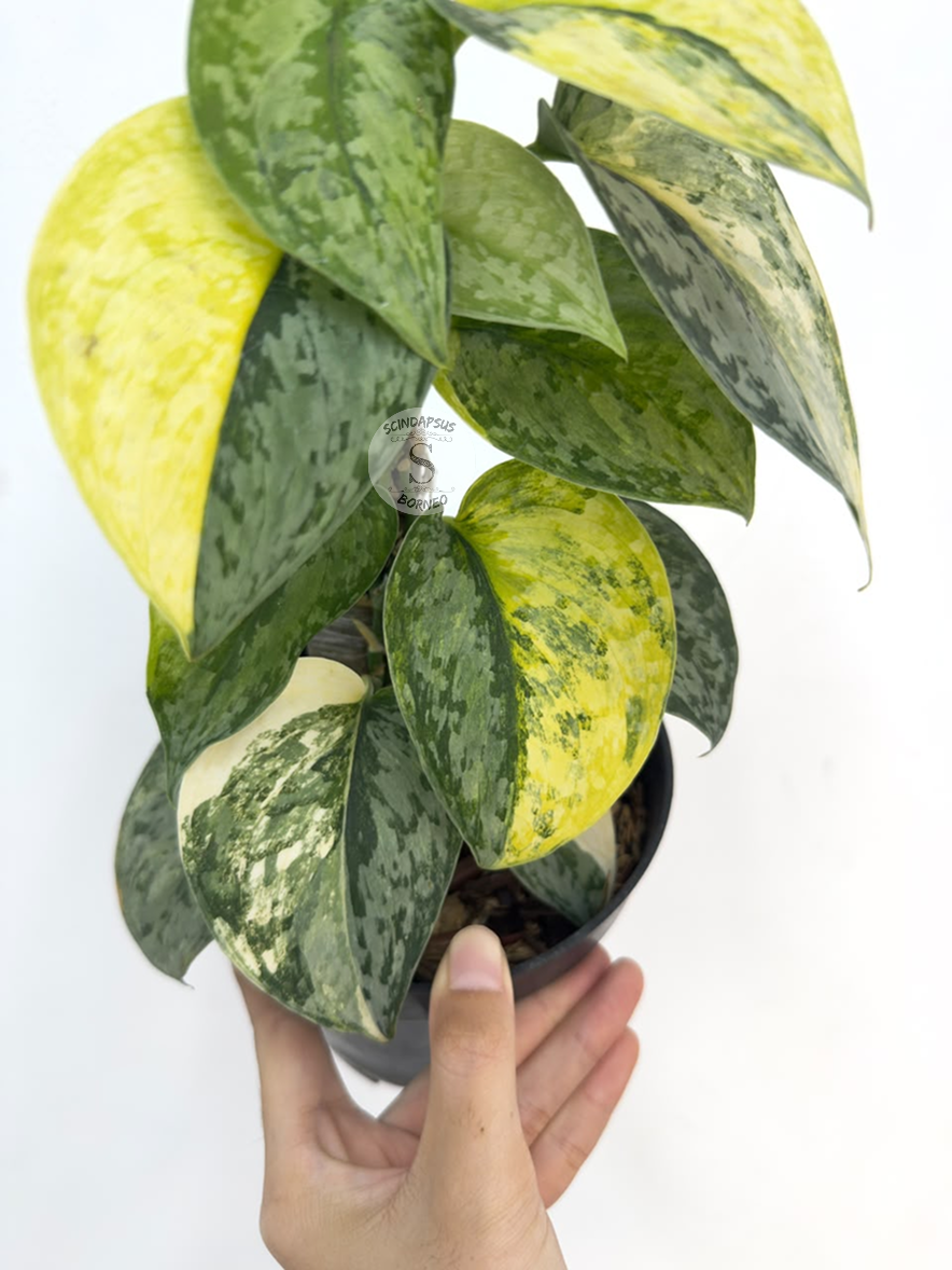 Scindapsus Geulis - Best Selected