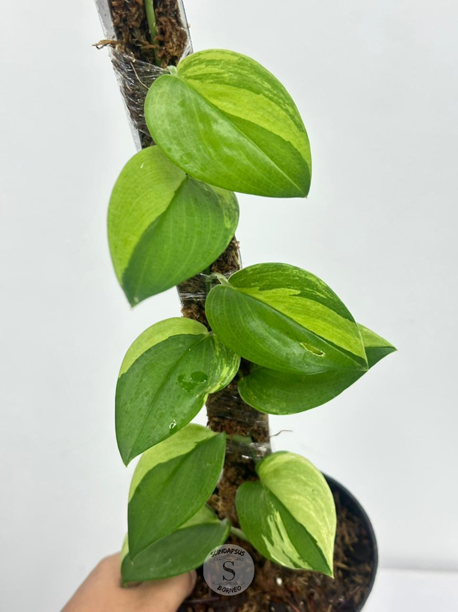 Scindapsus Treubi Gog Lemon - Best Selected