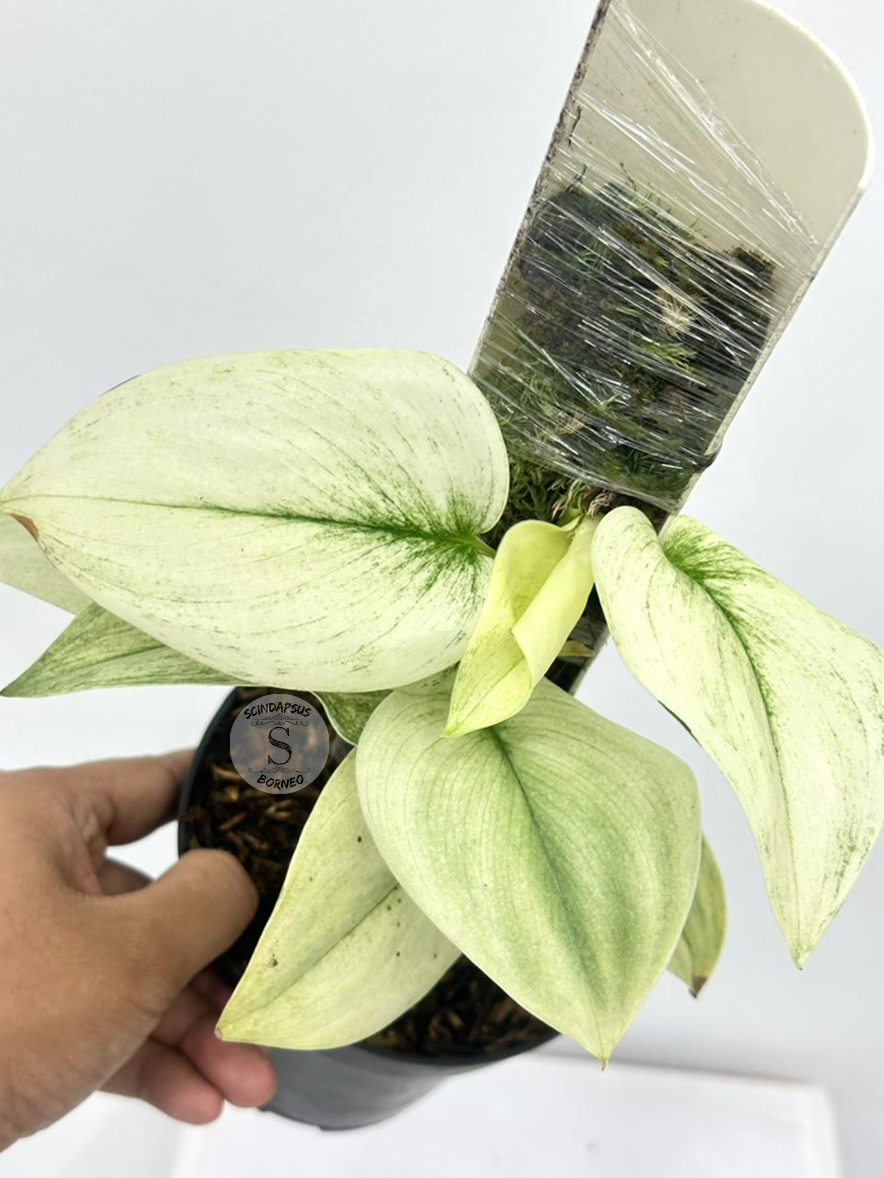 Scindapsus Treubi white Mint - Best Selected