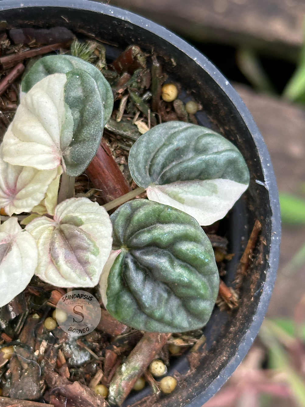 Peperomia Dark Purple Mutation - Scindapsus Borneo