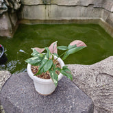 Syngonium pink splash tricolor - Scindapsus Borneo