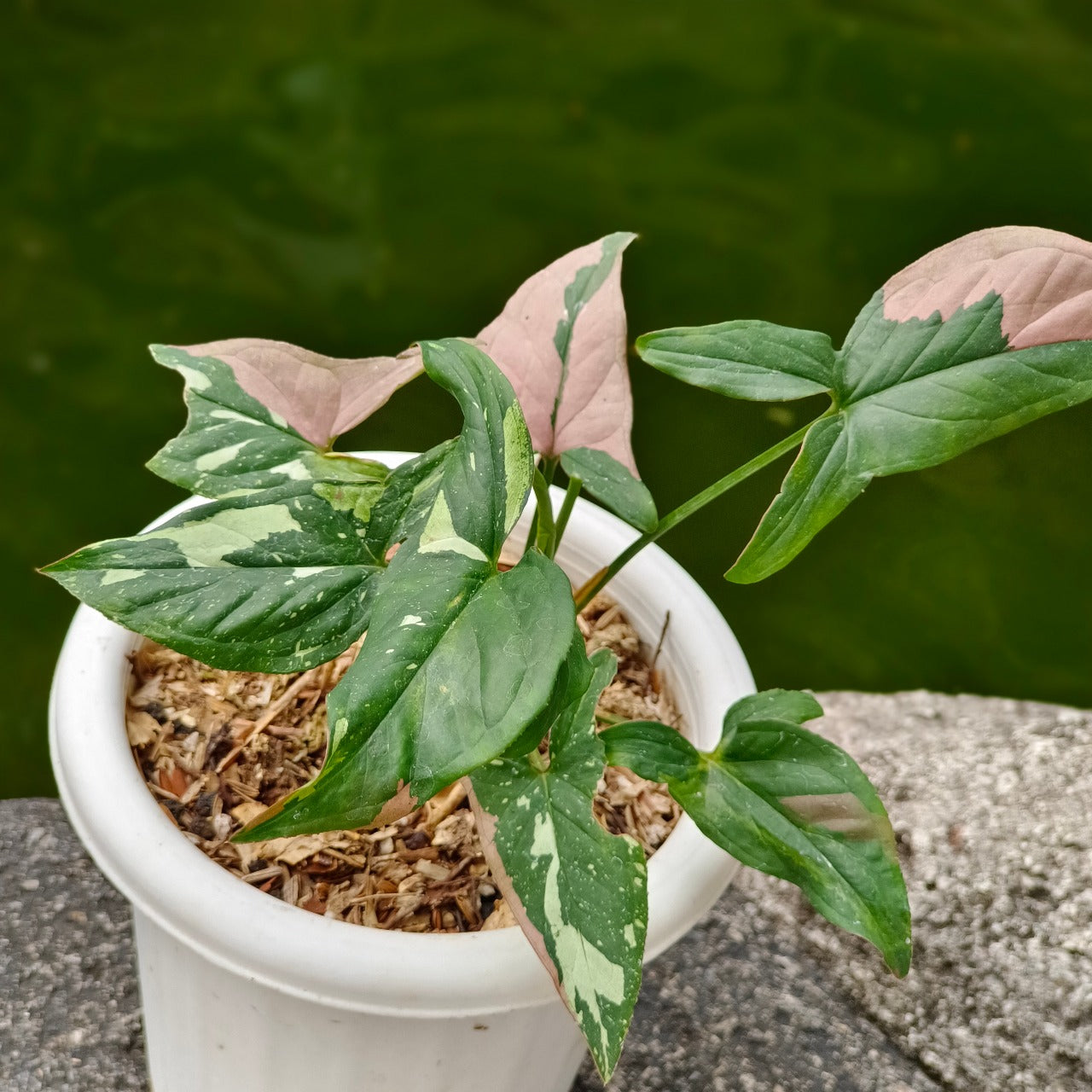 Syngonium pink splash tricolor - Scindapsus Borneo