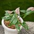 Syngonium pink splash tricolor - Scindapsus Borneo