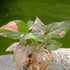 Syngonium pink splash - Scindapsus Borneo