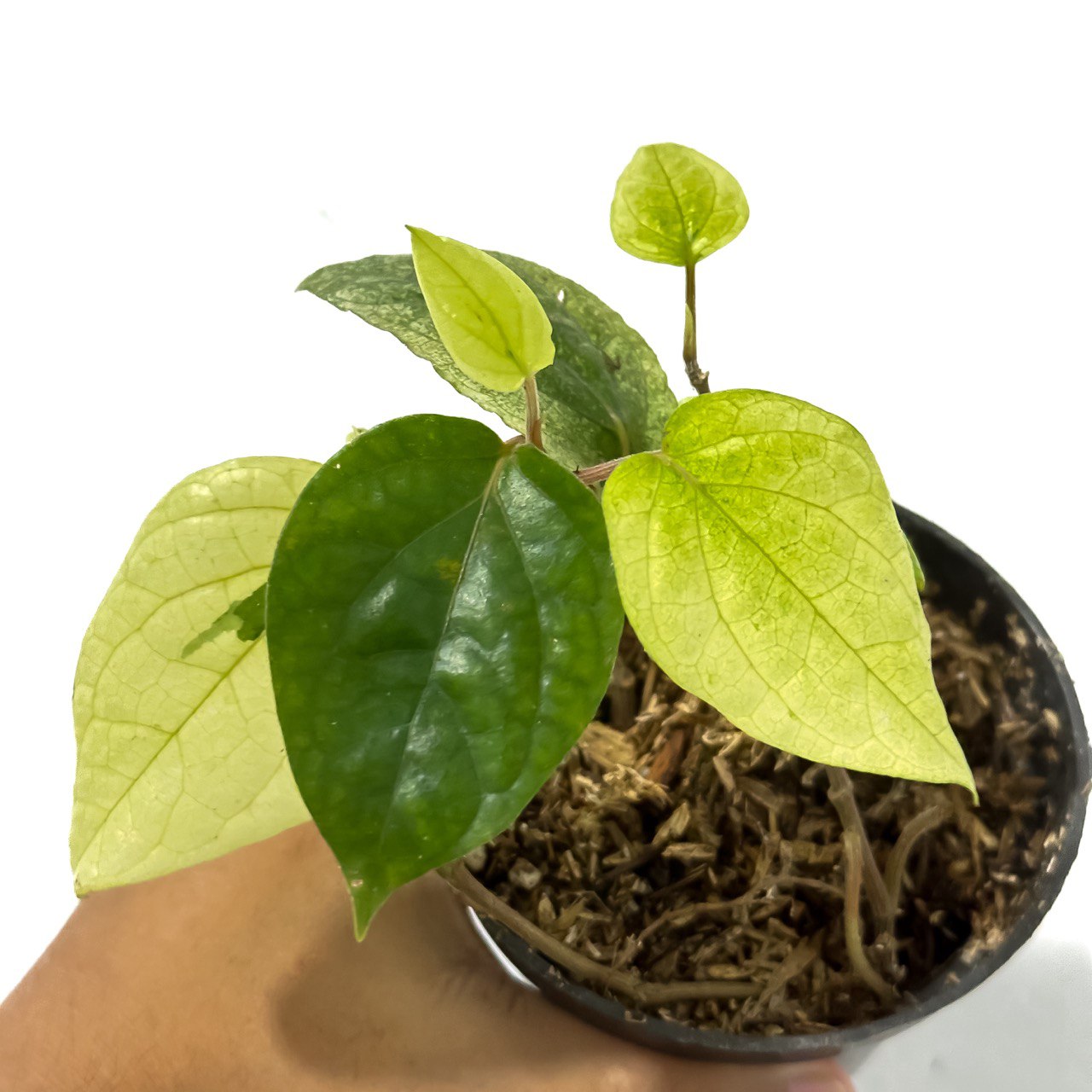 Piper ornatum variegated - Scindapsus Borneo