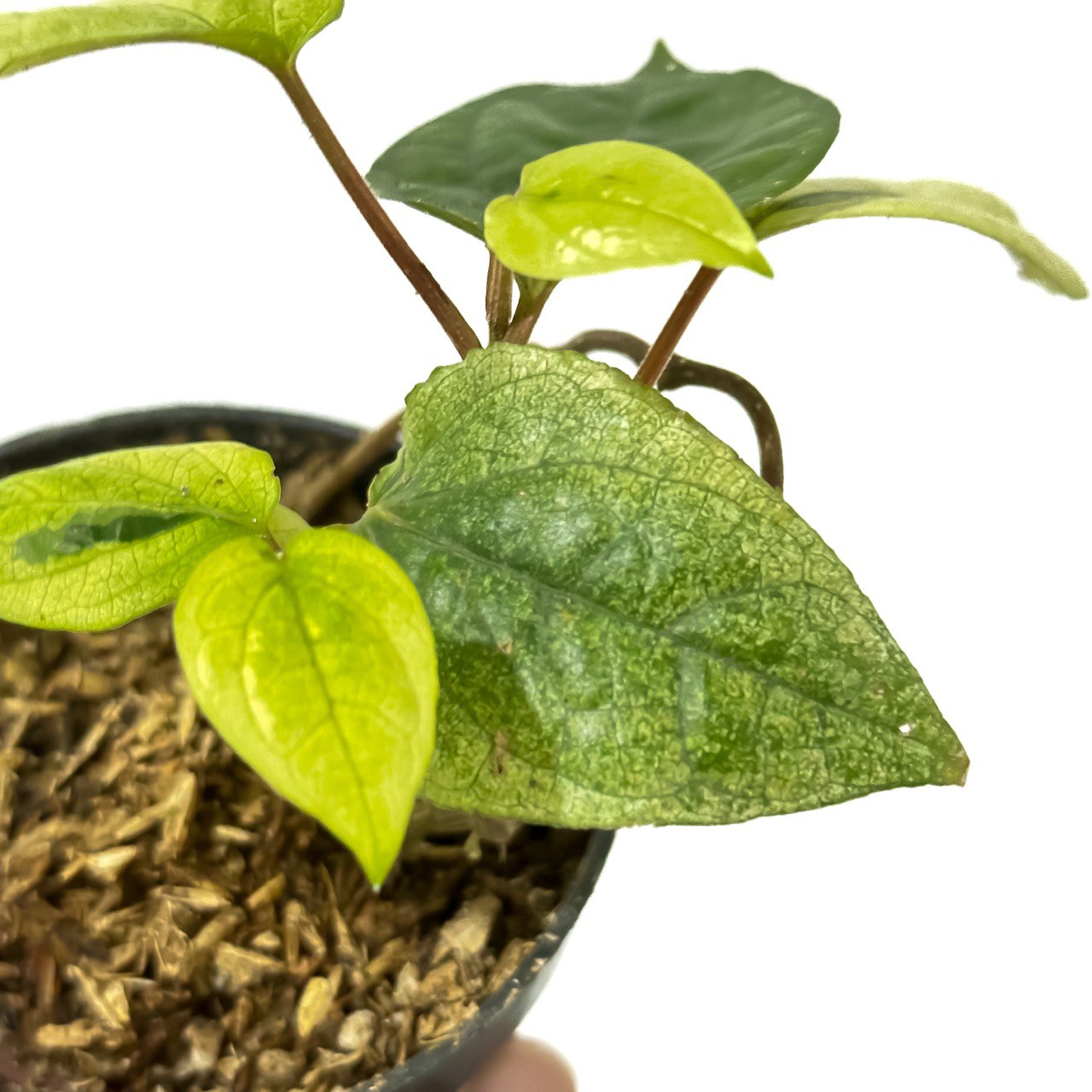 Piper ornatum variegated - Scindapsus Borneo