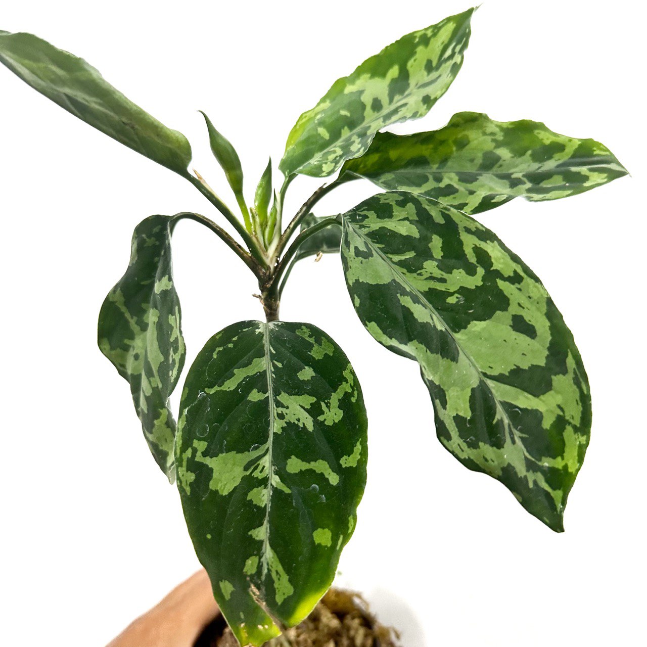 Aglaonema picture tricolor - Scindapsus Borneo