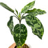Aglaonema picture tricolor - Scindapsus Borneo