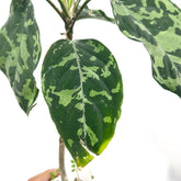 Aglaonema picture tricolor - Scindapsus Borneo