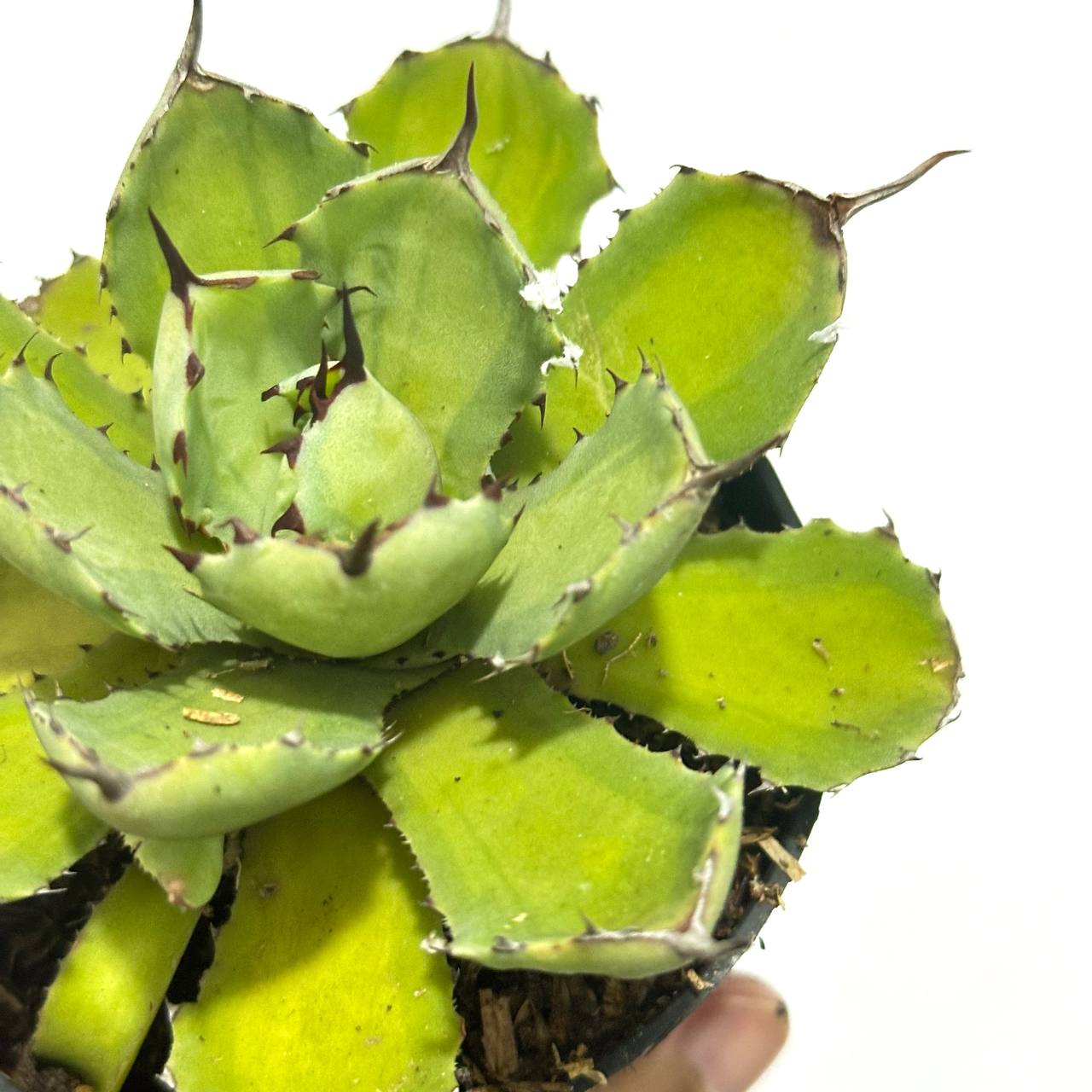 Agave potatorum variegated - Scindapsus Borneo
