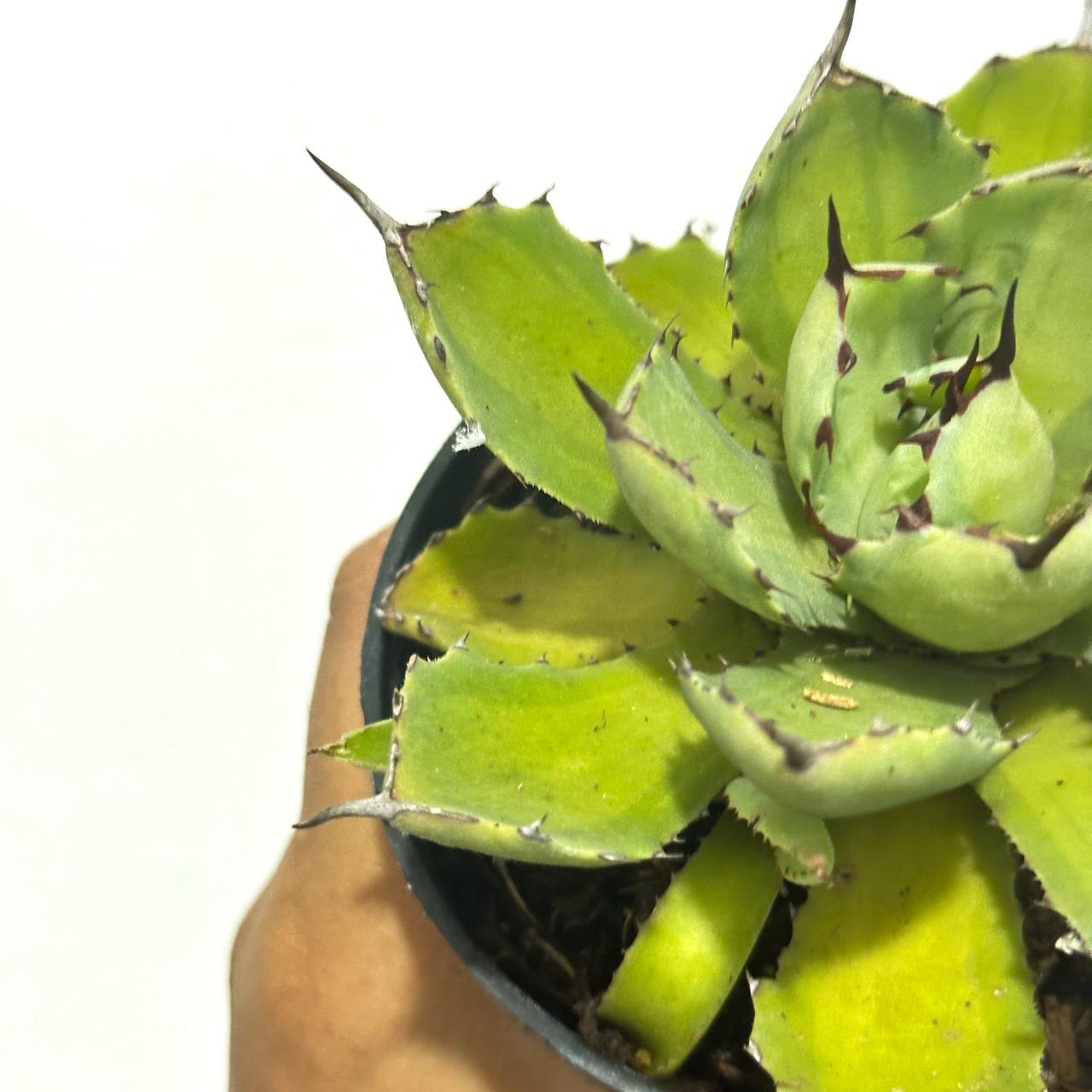 Agave potatorum variegated - Scindapsus Borneo