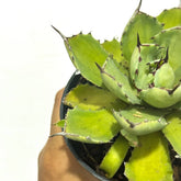 Agave potatorum variegated - Scindapsus Borneo