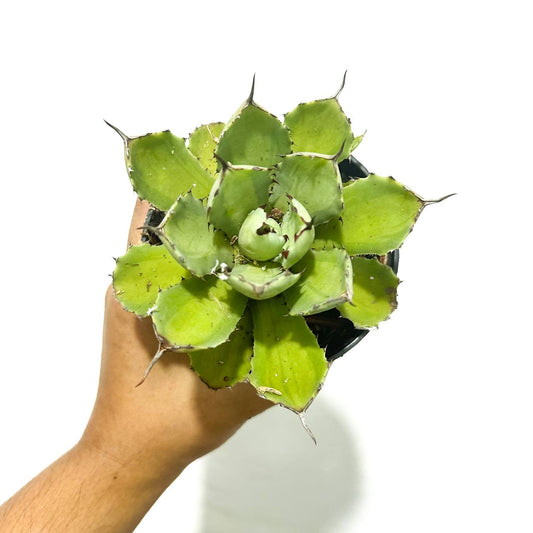 Agave potatorum variegated