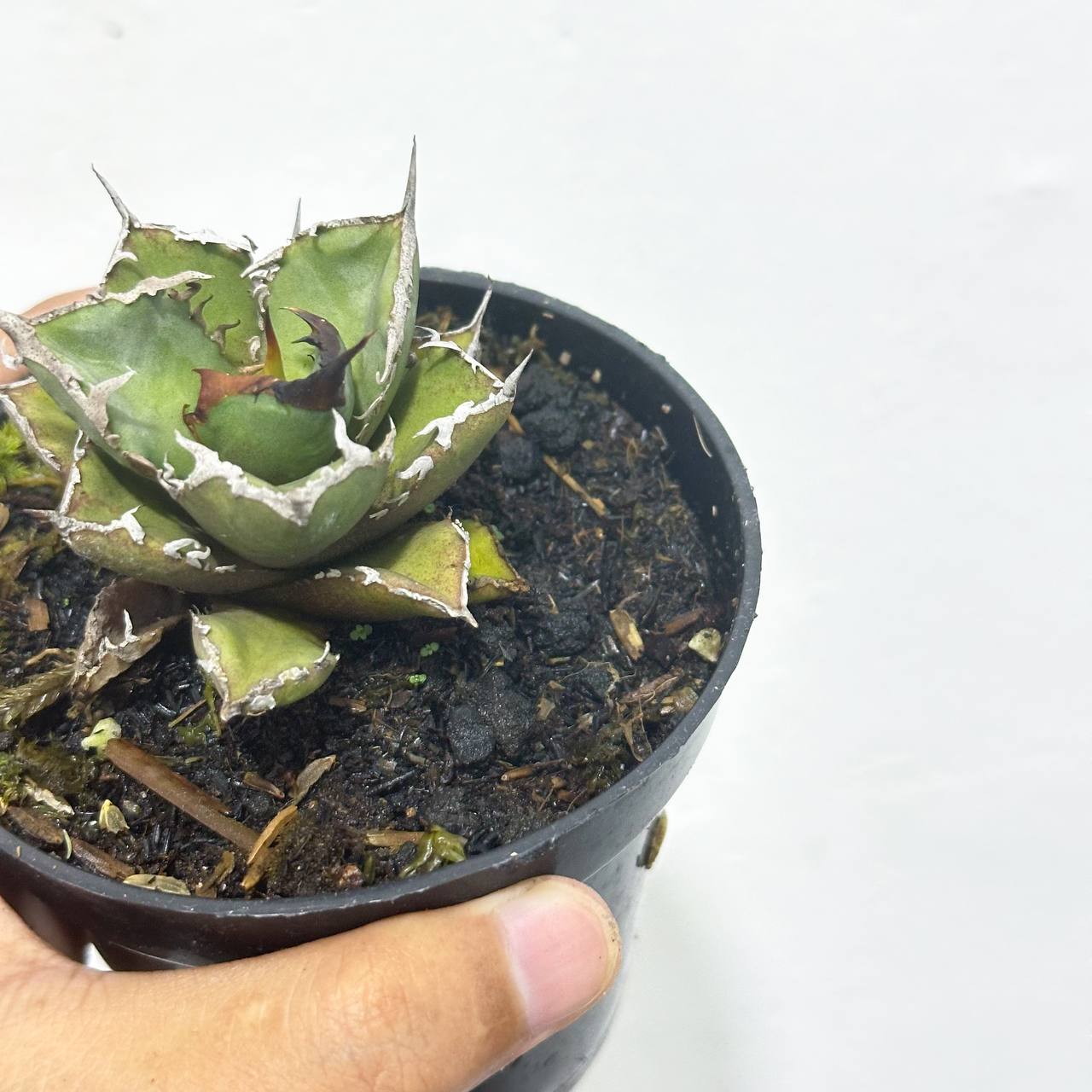 Agave titanota fo76 - Scindapsus Borneo