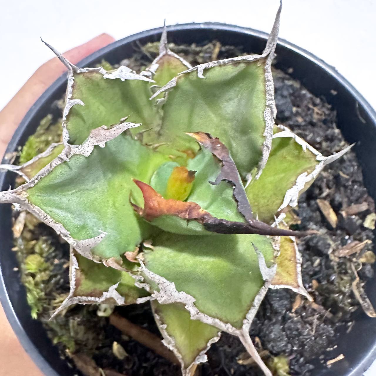 Agave titanota fo76 - Scindapsus Borneo