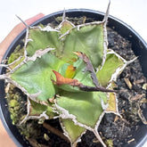 Agave titanota fo76 - Scindapsus Borneo