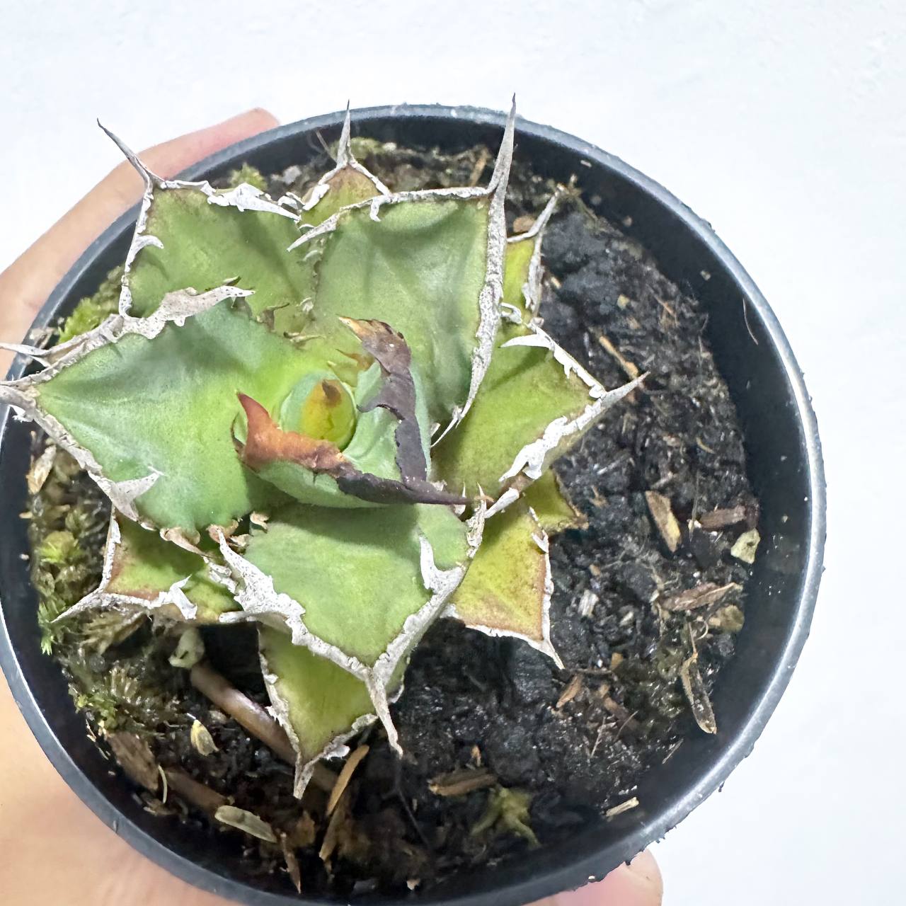 Agave titanota fo76 - Scindapsus Borneo