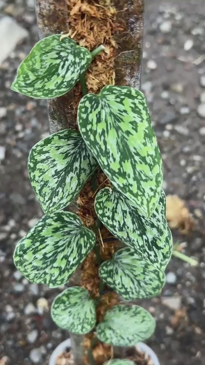 Scindapsus Tricolor Cakrawala - Best Selected
