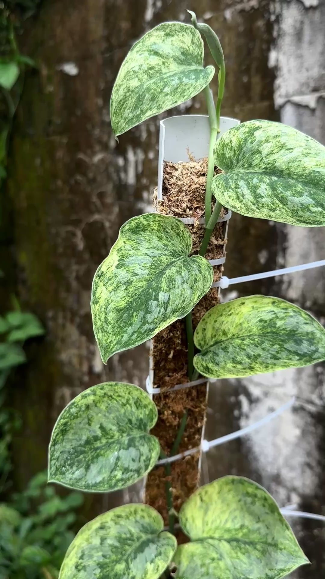 9枚葉　Scindapsu tembaga 【畑シリーズ】 Scindapsus Tembaga Choice 2 - Best Selected – Scindapsus Borneo