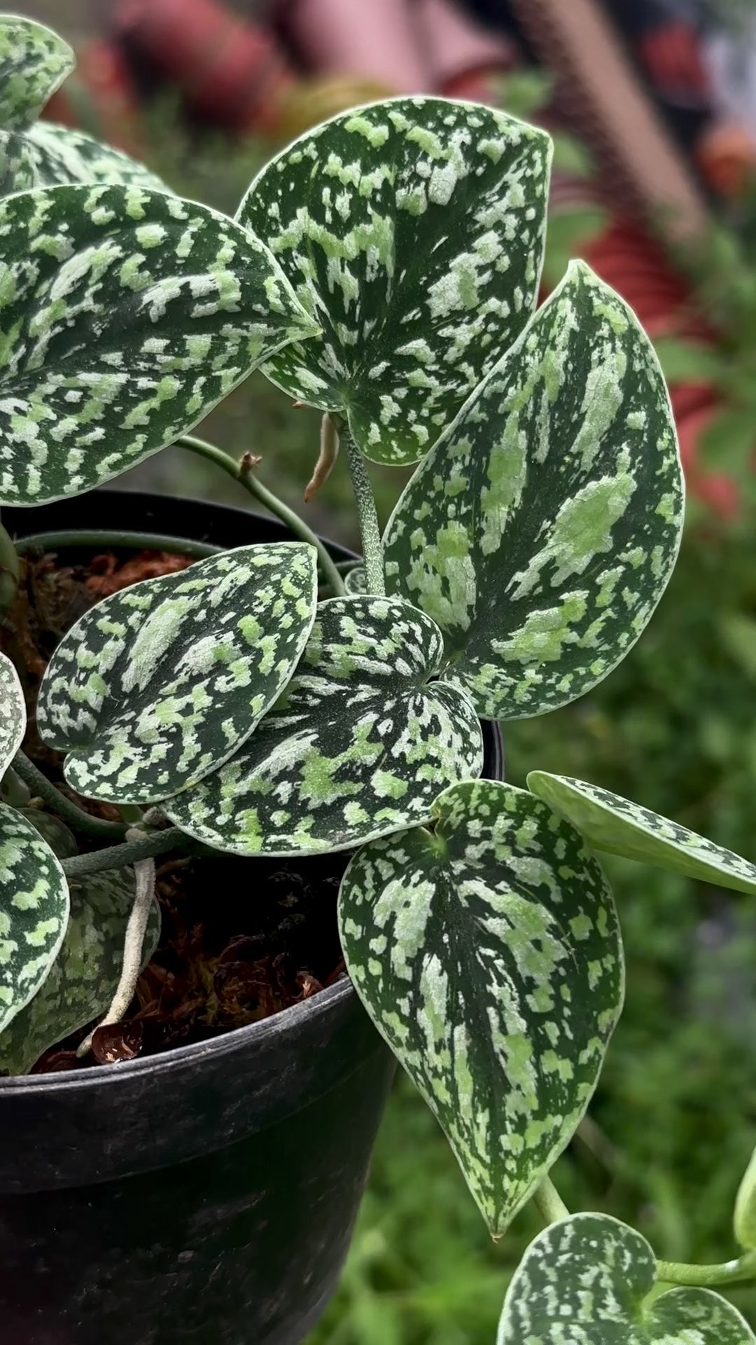 Scindapsus Dark Tricolor - Best Selected