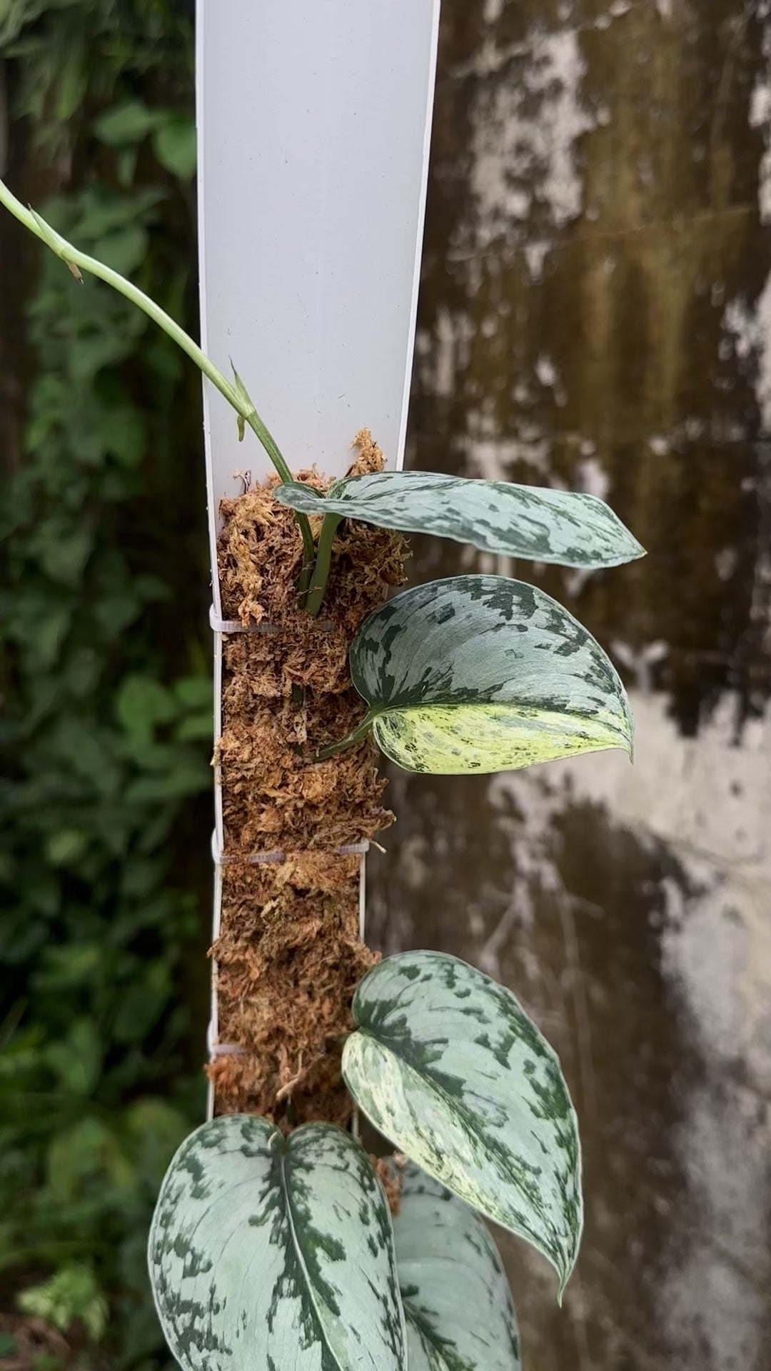 Scindapsus Peasun - Best Selected