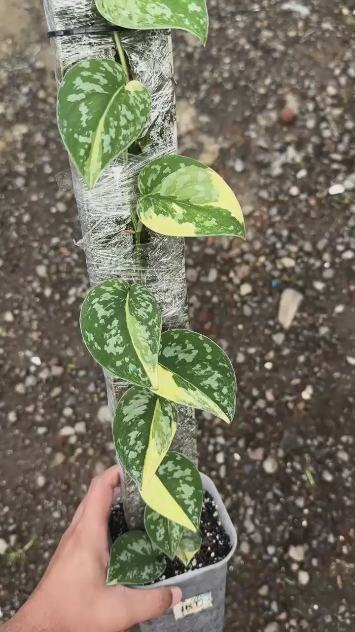 Scindapsus Zeon - Best Selected
