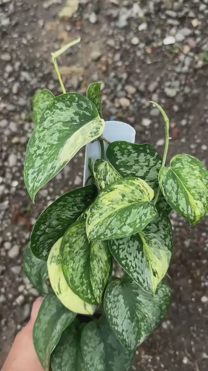 Scindapsus Exotica Aurea - Best Selected