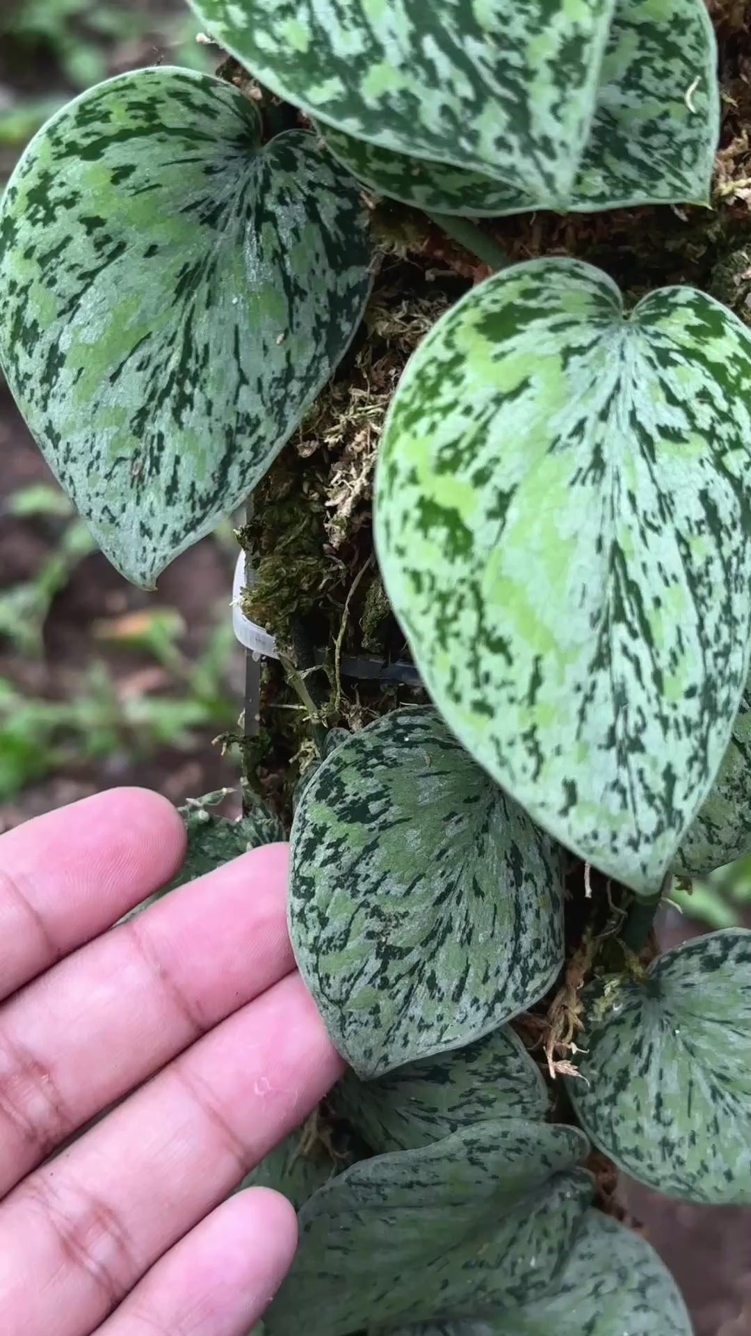 Scindapsus Tricolor Cakrawala