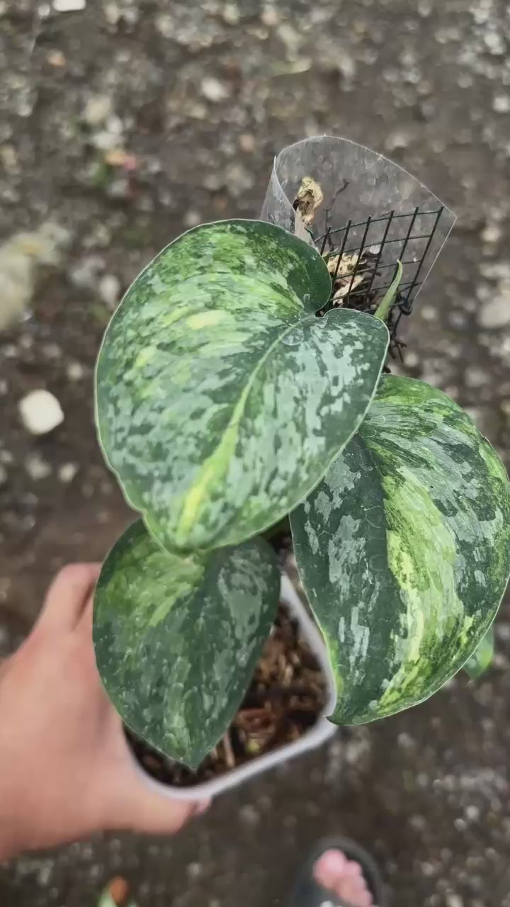Scindapsus Cakrabuana - Best Selected