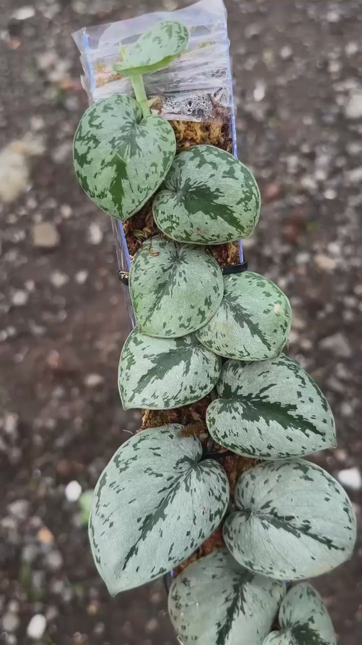 Scindapsus Silver Turtle - Best Selected
