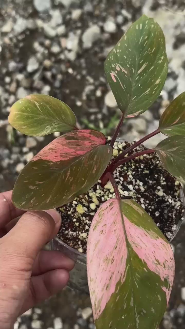 Homalomena Black Velvet Pink - Best Selected – Scindapsus Borneo