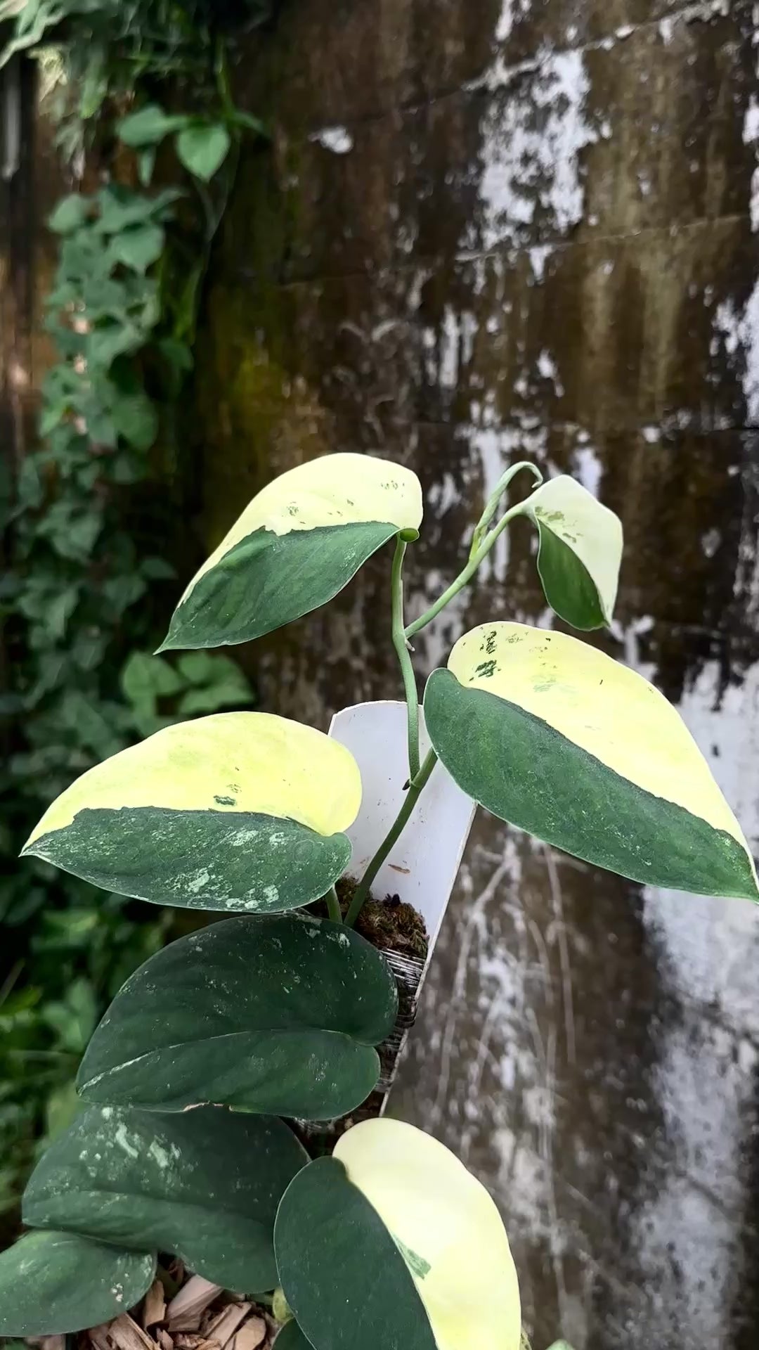 Scindapsus Unicorn – Scindapsus Borneo