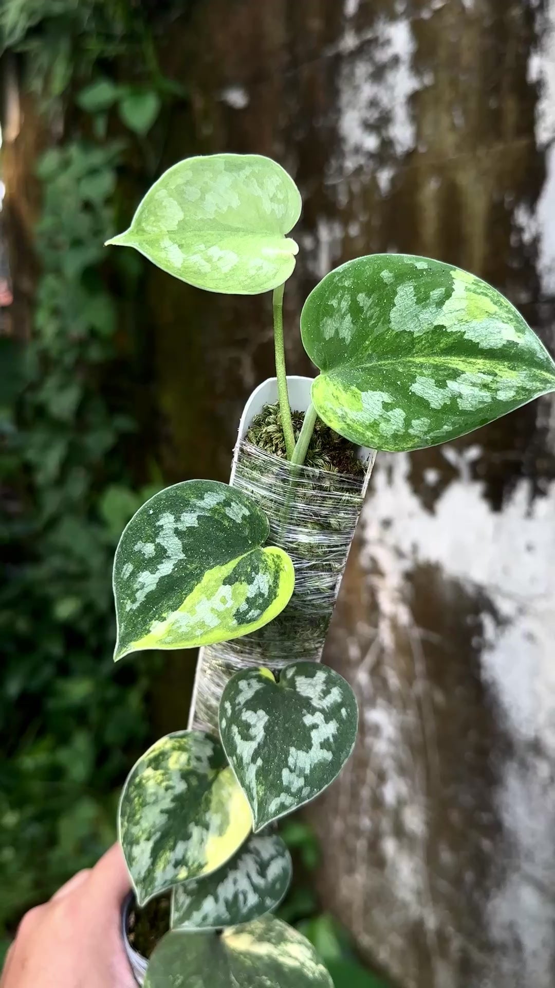 Scindapsus Bakudapati Choice 2 - Best Selected – Scindapsus Borneo