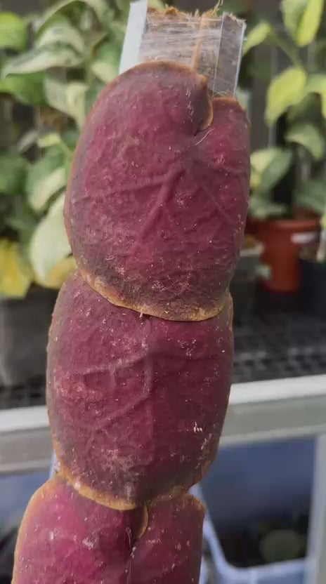 Hoya Imbricata Red Splash