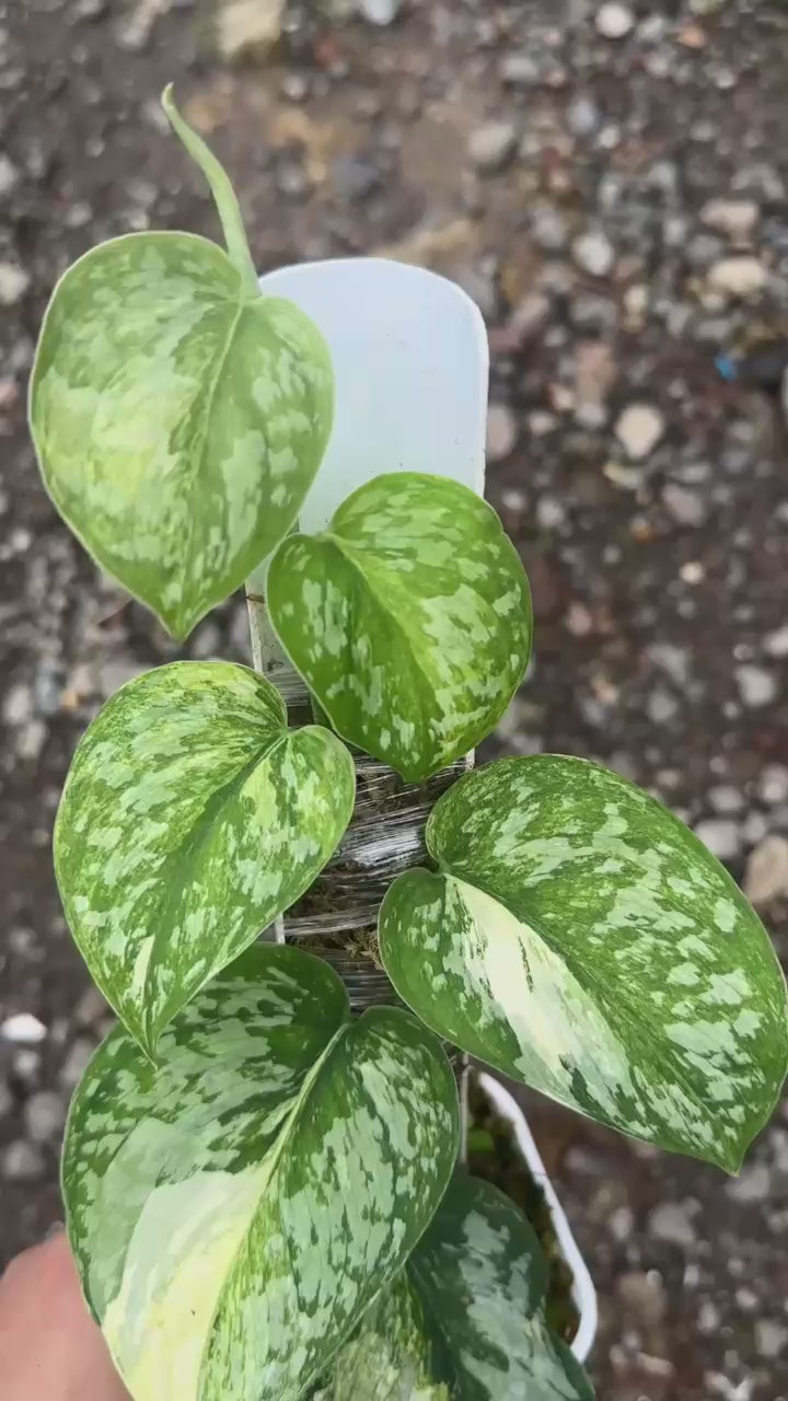 Scindapsus Exotica No Id - Best Selected