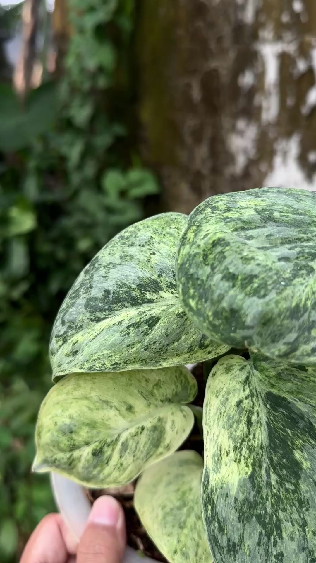 その他観葉植物 scindapsus Tembaga Scindapsus exotica tembaga – Scindapsus Borneo