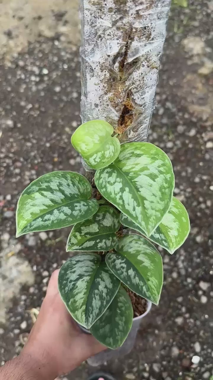 Scindapsus Exotica Kapuas Green On Green Choice 1 - Best Selected
