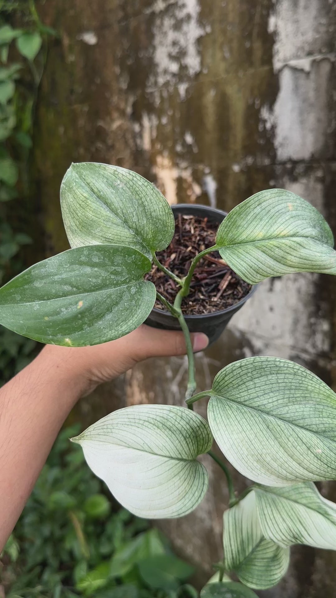 Scindapsus White Monster - Best Selected